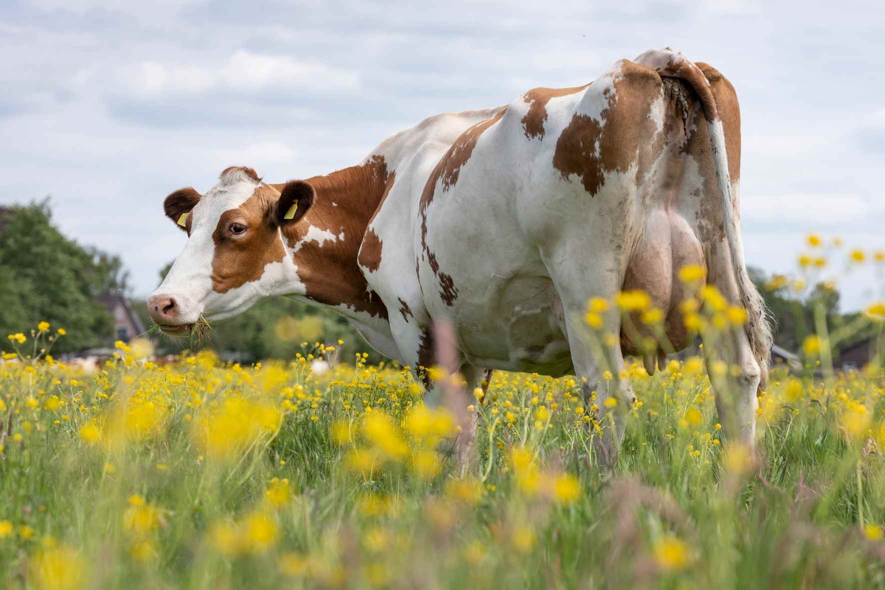 La Rossa Pezzata del Friuli Venezia Giulia